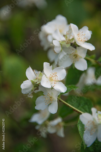 white flowers at Imperial Palace East Garden, Tokyo, Japan