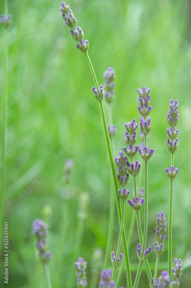 lavender, Tokyo, Japan lavender, Tokyo, Japan
