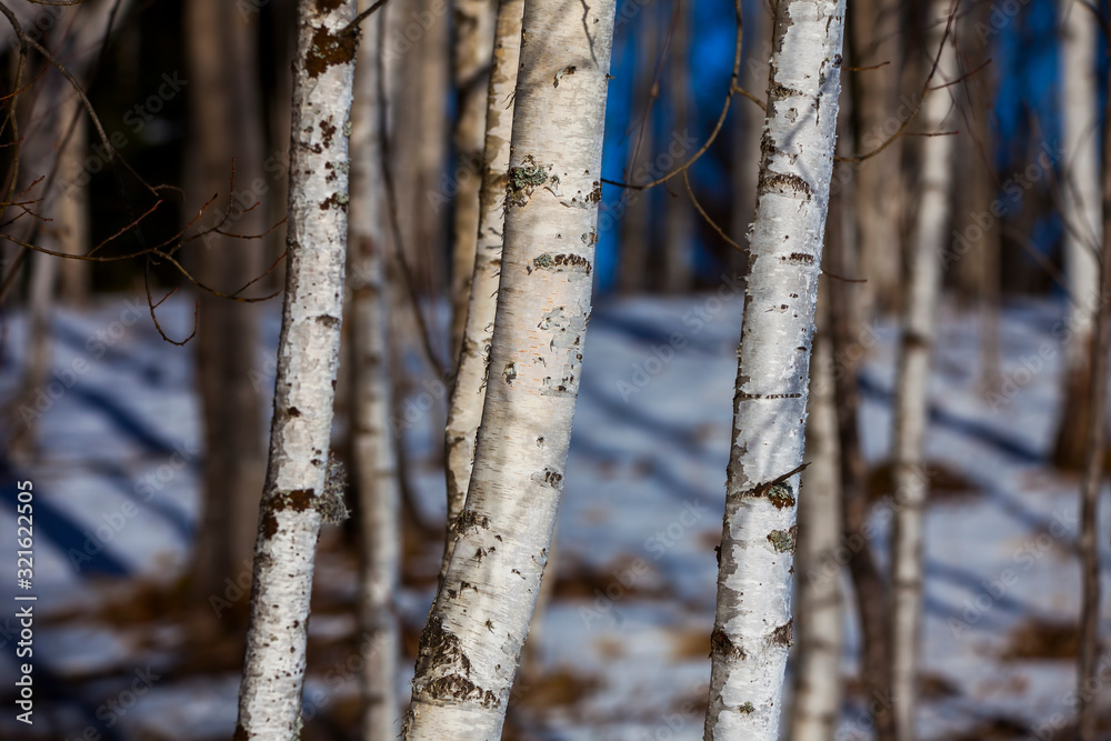 Fototapeta premium closeup of birch tree forest in the winter