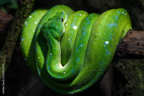 Green dangerous snake relaxing on the branch of the tree