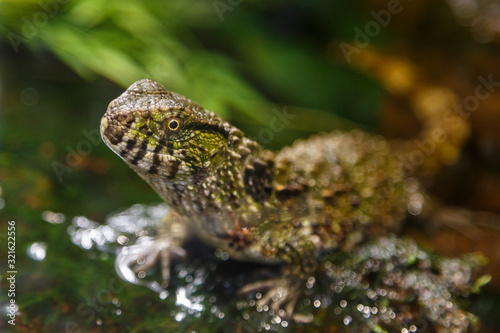 Small lizard standing still in the water