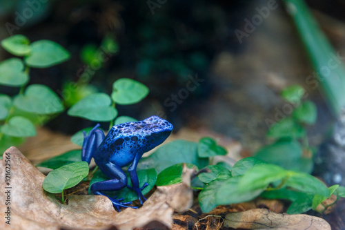Small blue poisonous frog sitting on stone photo