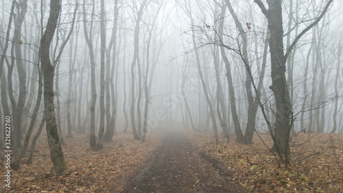 A mystical country road through a misty autumn forest. Cold weather. Sad atmosphere.