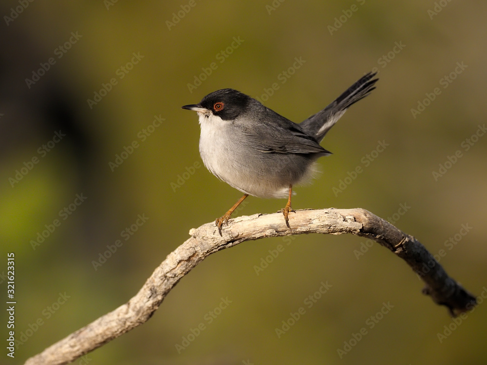 Sardinian warbler, Sylvia melanocephala Sardinian warbler, Sylvia melanocephala