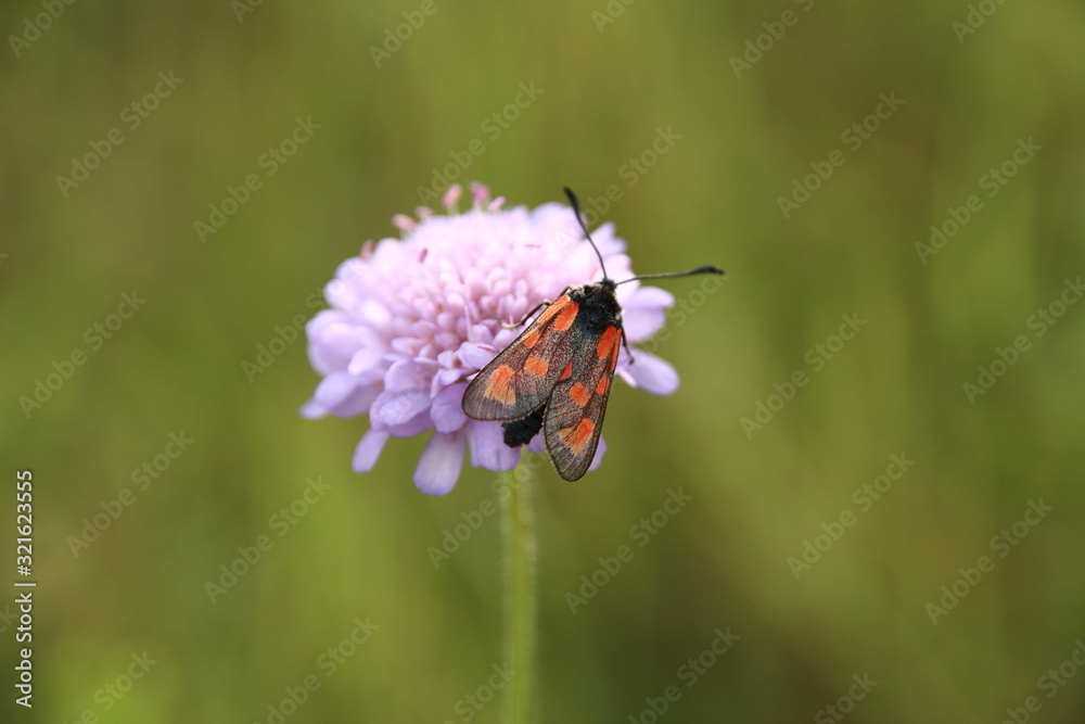 Fototapeta premium Zygaena filipendulae