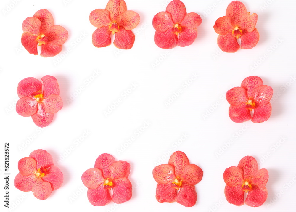 Red and orange orchids on white background