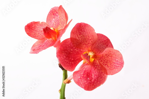 Red orchids on white background