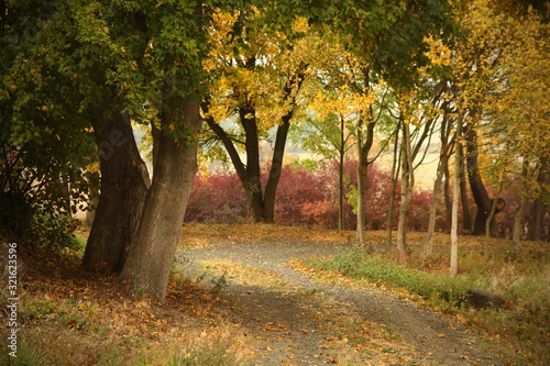 autumn road