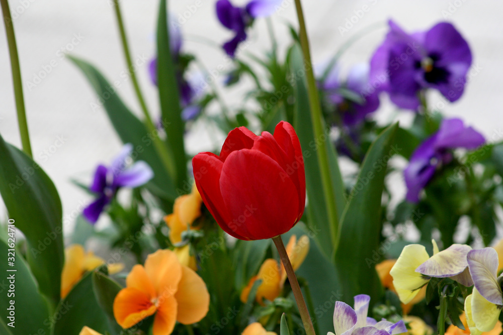 Naklejka premium Red tulip with multicolor wild pansy in background