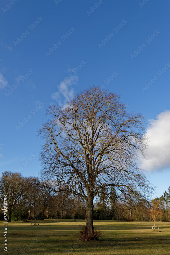 The Bare branches of a magnificent Beech Tree set against the Blue Sky, in Monikie Country Park outside the City of Dundee. The Bare branches of a magnificent Beech Tree set against the Blue Sky, in Monikie Country Park outside the City of Dundee.