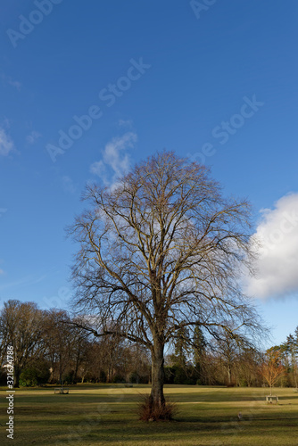 The Bare branches of a magnificent Beech Tree set against the Blue Sky, in Monikie Country Park outside the City of Dundee.