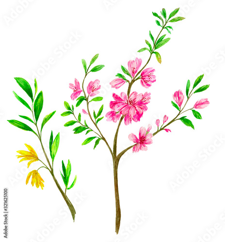 Watercolor illustration of spring branches. Pink cherry blossom  Forsythia in bloom with yellow flowers.