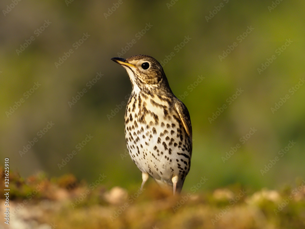 Song thrush, Turdus philomelos
