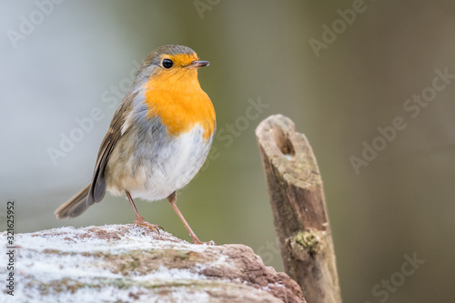 Obraz na płótnie Robin redbreast animal bird songbird