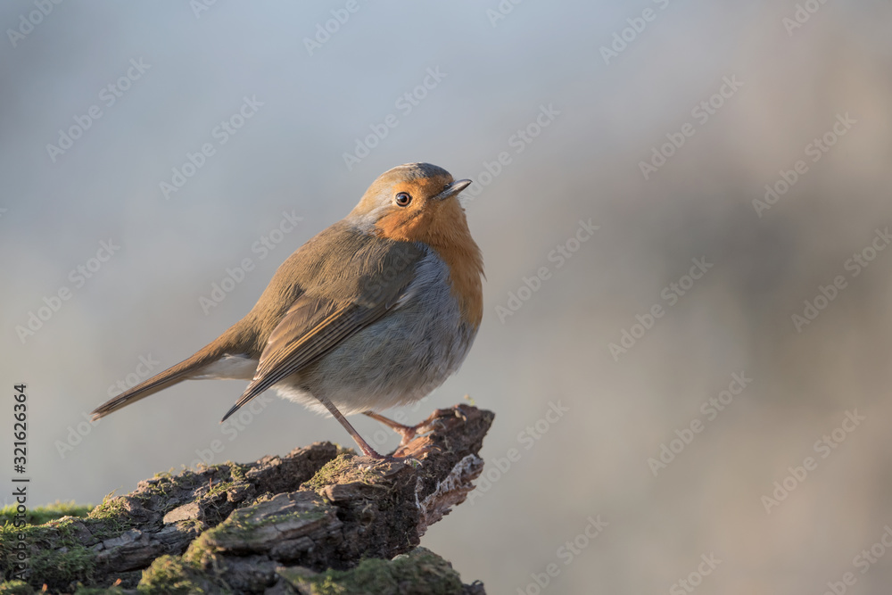 The robin at sunrise (Erithacus rubecula)