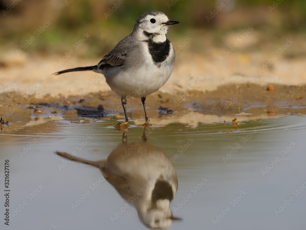 White wagtail, Motacilla alba White wagtail, Motacilla alba