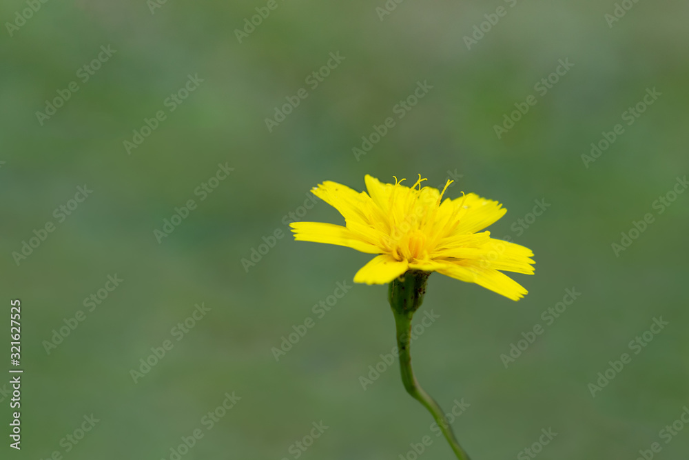 Obraz premium Macro of small yellow wildflowers in nature with fine detail