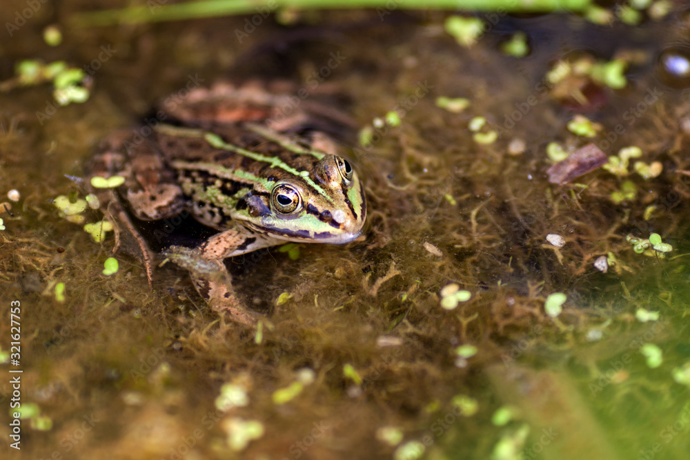 Fototapeta premium frog in pond