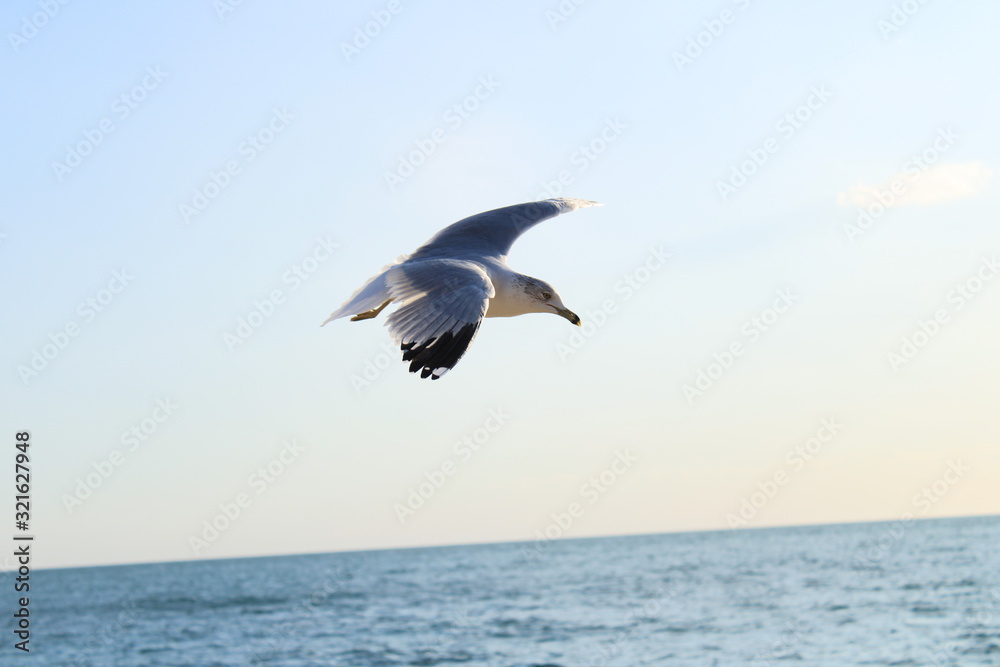 Obraz premium sonora