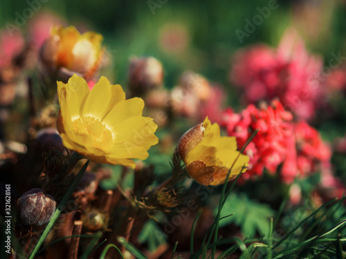 Pretty yellow flowers of Far east amur adonis (Adonis ramosa) in japanese early spring photo