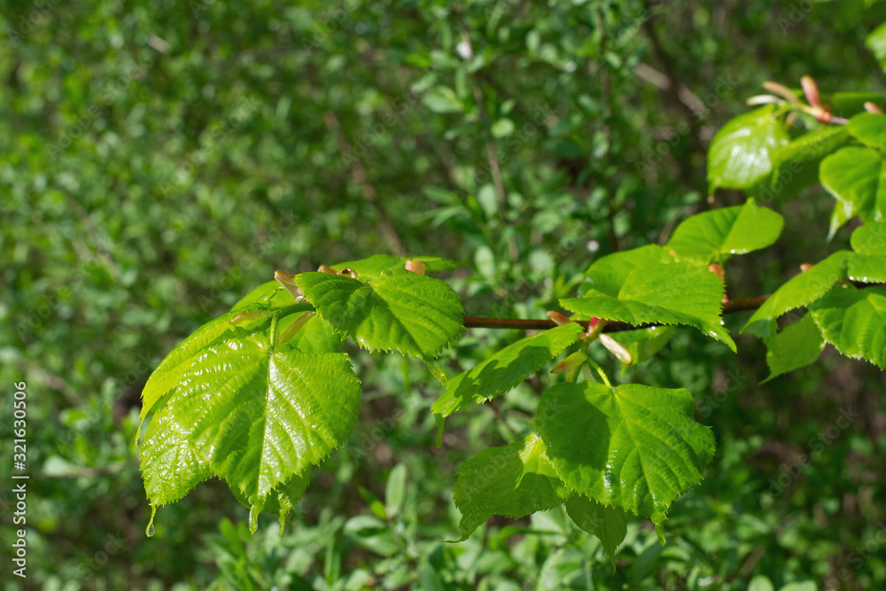The first spring green leaves on a tree branch The first spring green leaves on a tree branch