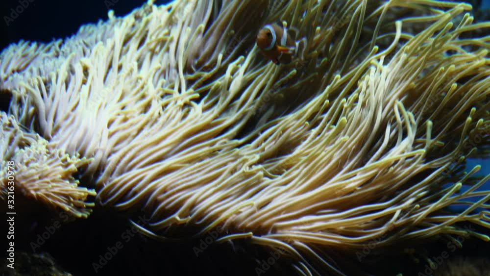 Anemone tenticles flowing in the current with clown fish passing by. Anemone tenticles flowing in the current with clown fish passing by.