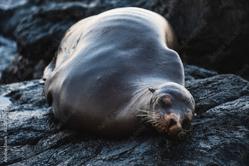 Fototapeta premium Fat sea lion lying on black volcano rock
