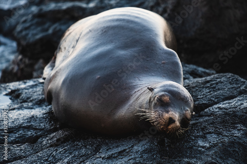 Fat sea lion lying on black volcano rock