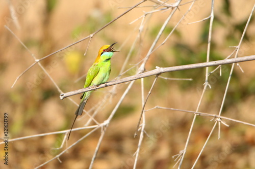 bird on a branch