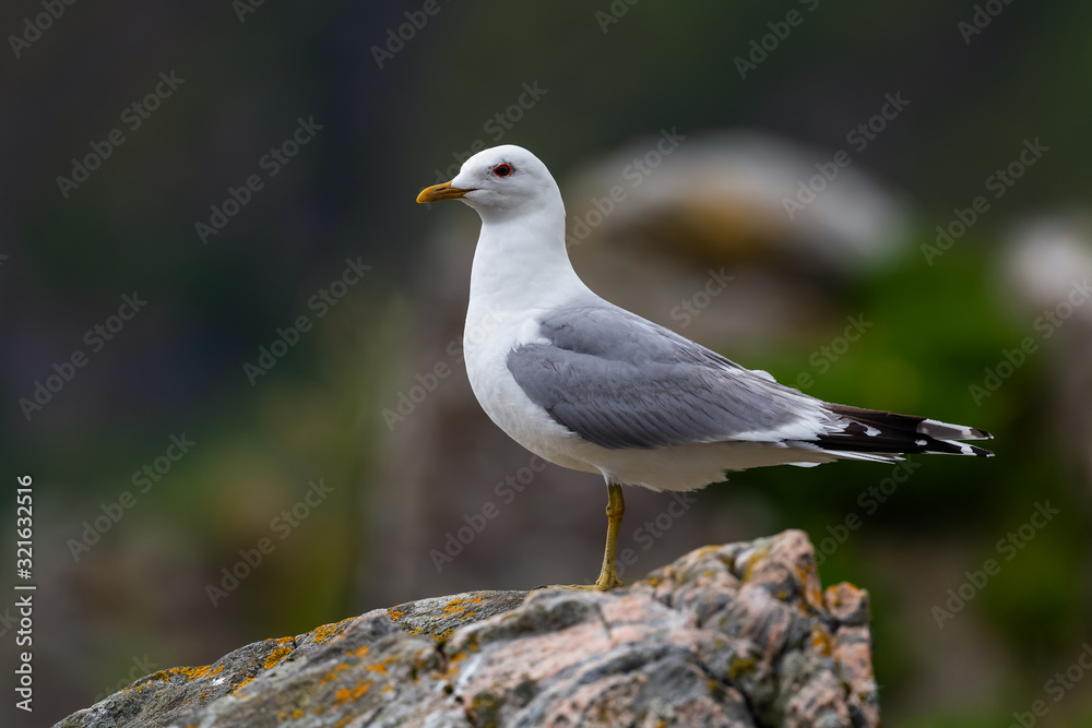 Common Gull - Larus canus, beautiful common gull from north European sea and ocean coasts, Runde, Norway. Common Gull - Larus canus, beautiful common gull from north European sea and ocean coasts, Runde, Norway.