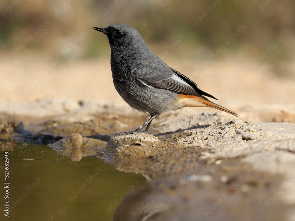 Obraz premium Black redstart, Phoenicurus ochruros