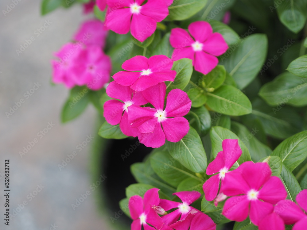 Common name West Indian, Madagascar, Bringht eye, Indian, Cape, Pinkle-pinkle, Vinca, Cayenne jasmine, Rose periwinkle, Old maid Scientific name Catharanthus roseus flower have pink and red color Common name West Indian, Madagascar, Bringht eye, Indian, Cape, Pinkle-pinkle, Vinca, Cayenne jasmine, Rose periwinkle, Old maid Scientific name Catharanthus roseus flower have pink and red color