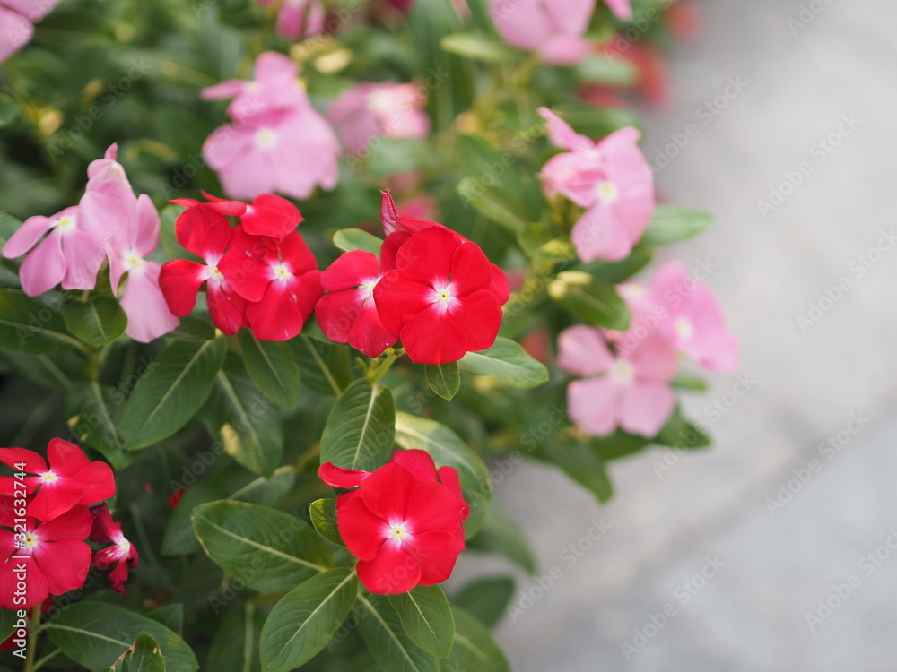 Common name West Indian, Madagascar, Bringht eye, Indian, Cape, Pinkle-pinkle, Vinca, Cayenne jasmine, Rose periwinkle, Old maid Scientific name Catharanthus roseus flower have pink and red color