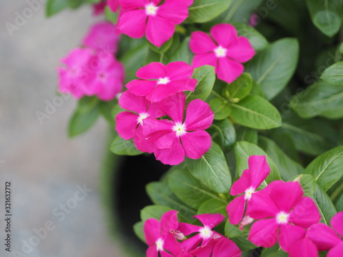 Fototapeta Naklejka Na Ścianę i Meble -  Common name West Indian, Madagascar, Bringht eye, Indian, Cape, Pinkle-pinkle, Vinca, Cayenne jasmine, Rose periwinkle, Old maid Scientific name Catharanthus roseus flower have pink and red color