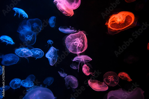 Photography Underwater scene, Many colorful Jelly fish are swimming in the aquarium with blu
