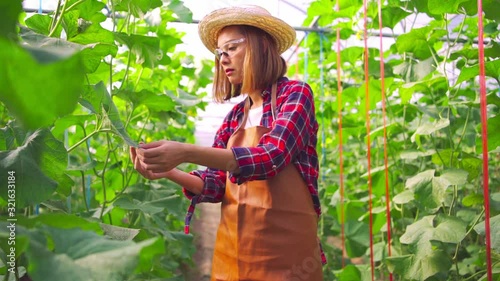 Asian women owns in the green melon farm or cantaloupe . Walking along the rows of the plots to check the leaf and green melon integrity