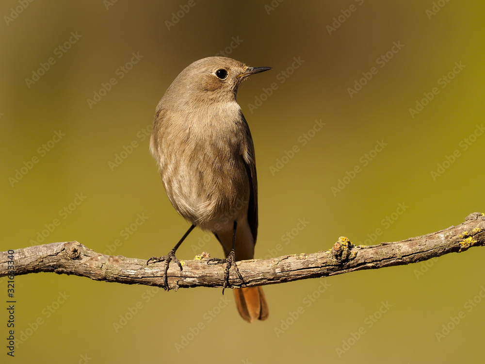 Black redstart, Phoenicurus ochruros Black redstart, Phoenicurus ochruros