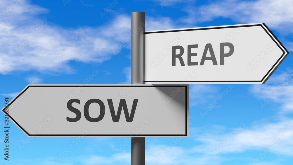 Sow and reap as a choice - pictured as words Sow, reap on road signs to show that when a person makes decision he can choose either Sow or reap as an option, 3d illustration Sow and reap as a choice - pictured as words Sow, reap on road signs to show that when a person makes decision he can choose either Sow or reap as an option, 3d illustration