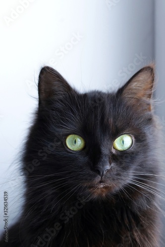 black cat with big green eyes is looking. black cat with long hair. cat head