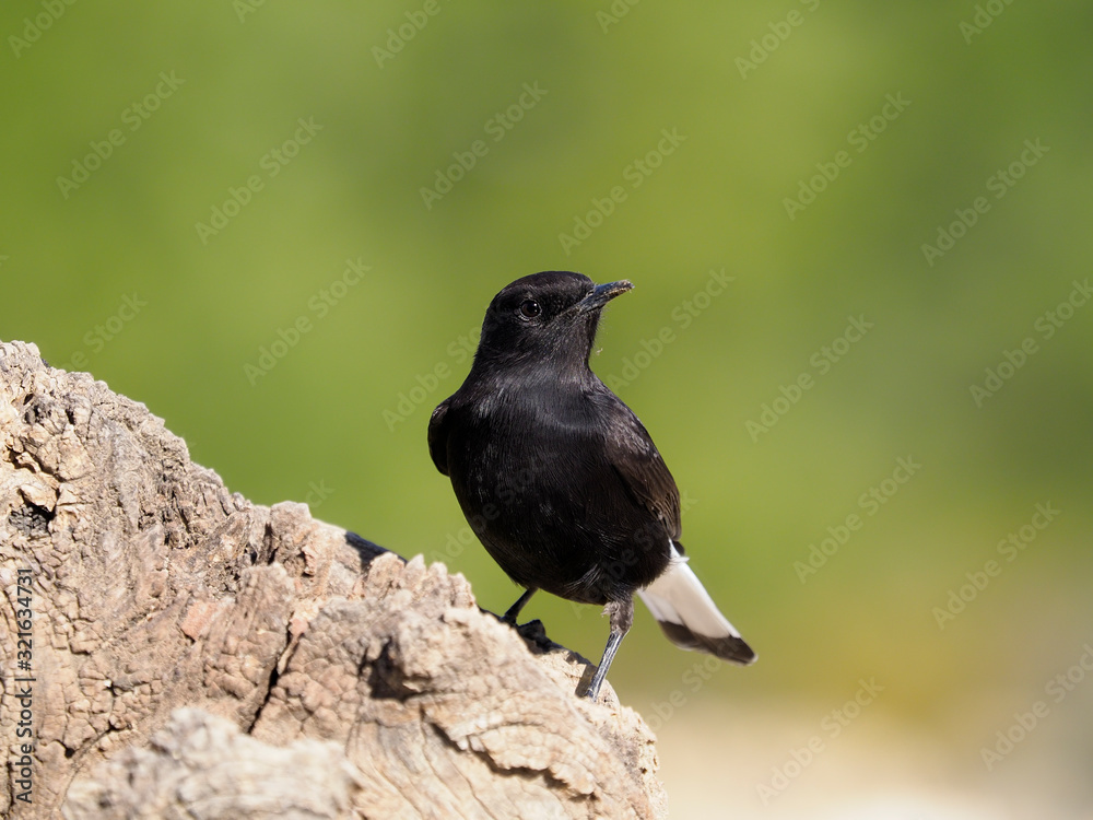 Obraz premium Black wheatear, Oenanthe leucura,