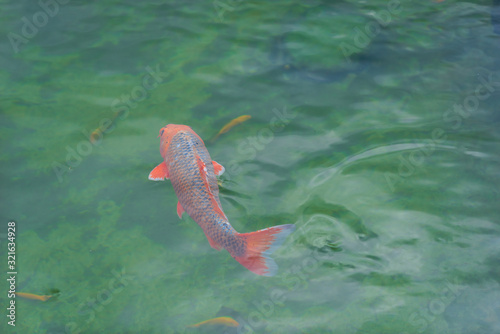 beauty and colorful koi fish in fresh lake © Khanh