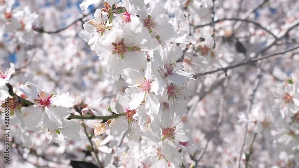 Beautiful white almond flowers sway in the wind. Beautiful white almond flowers sway in the wind.