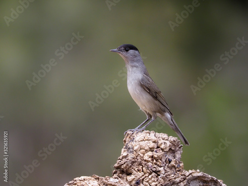 Blackcap, Sylvia atricapilla