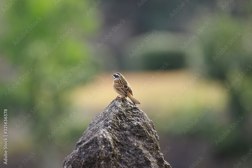 岩の上の野鳥