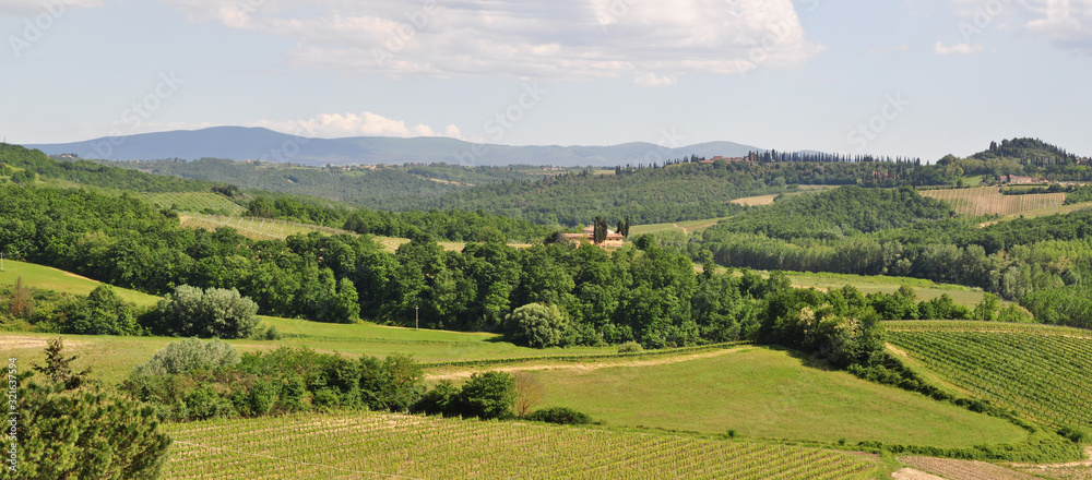 panorama of Tuscan vineyards on green hills in summer