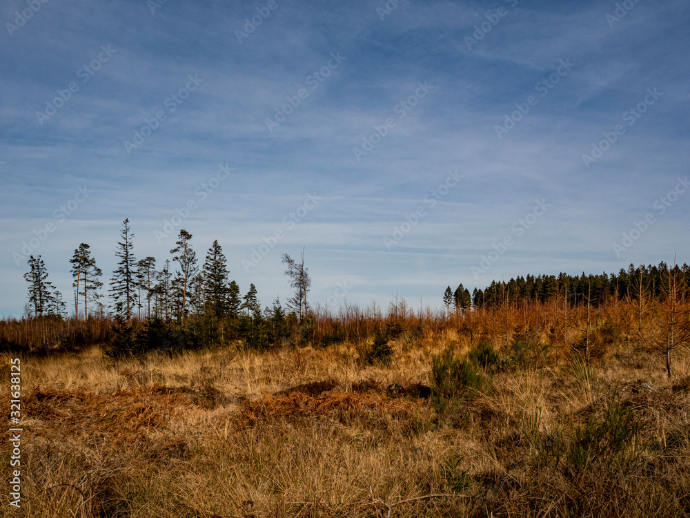 Stoumont, Belgium. Forest near the belgian village of Stoumont on a sunny January afternoon.