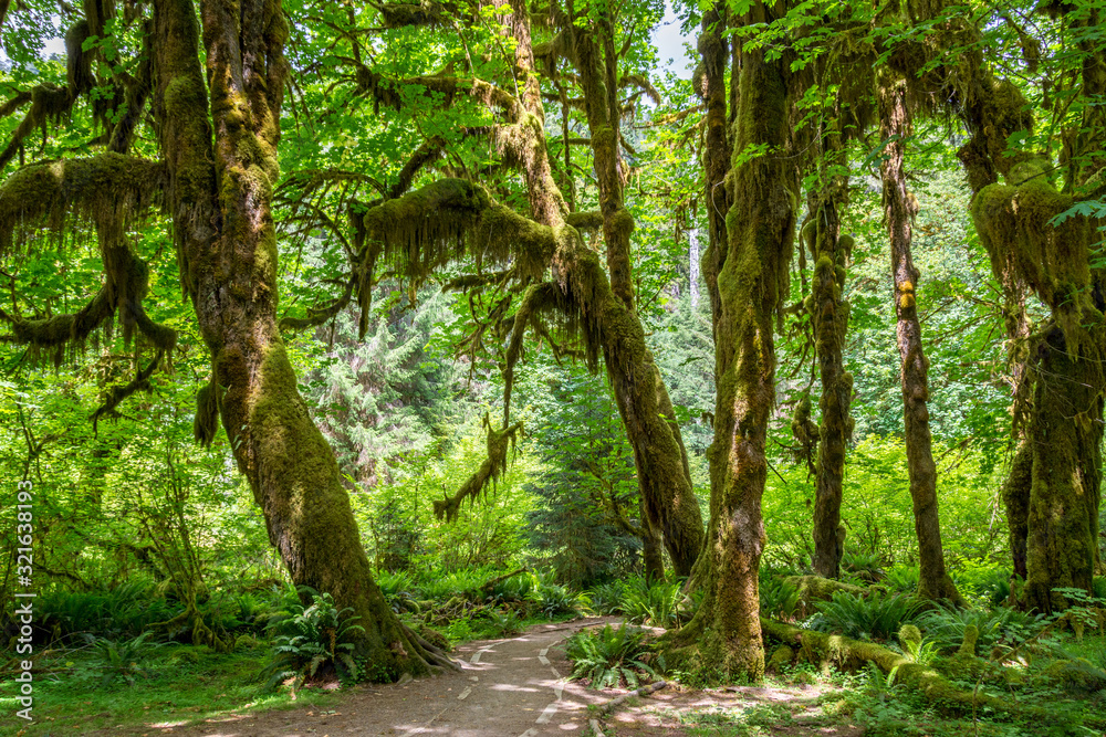 Obraz premium Path among moss-covered trees in the Hoch Rainforest, Olympic National Park Washington State