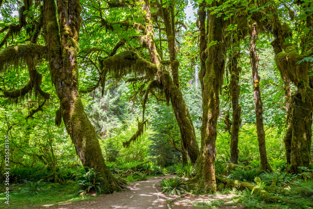 Path among moss-covered trees in the Hoch Rainforest, Olympic National Park Washington State