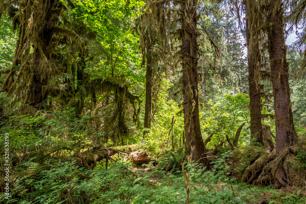 Moss covered trees in a rainforest. Hoh Rain forest in Olympic National Park, Washington state US