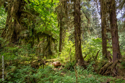 Moss covered trees in a rainforest. Hoh Rain forest in Olympic National Park, Washington state US photo